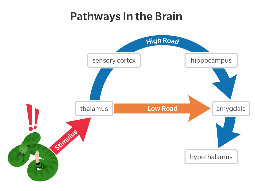 Pathways In the Brain Infographic